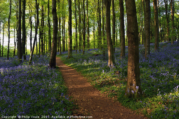 Bluebells Bloom at Coed Cefn. Picture Board by Philip Veale