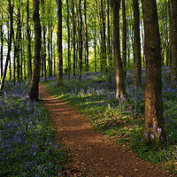 Buy canvas prints of Bluebells Bloom at Coed Cefn. by Philip Veale