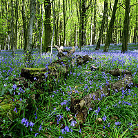 Buy canvas prints of Bluebells at Fforest Fawr, Castell Coch. by Philip Veale