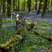 Buy canvas prints of Bluebell Wood at Castell Coch. by Philip Veale