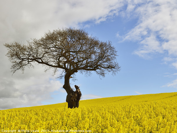 Old Gnarled Tree in Rapeseed Field. Picture Board by Philip Veale