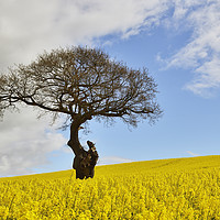 Buy canvas prints of Old Gnarled Tree in Rapeseed Field. by Philip Veale