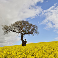 Buy canvas prints of Golden Rapeseed in Summer. by Philip Veale