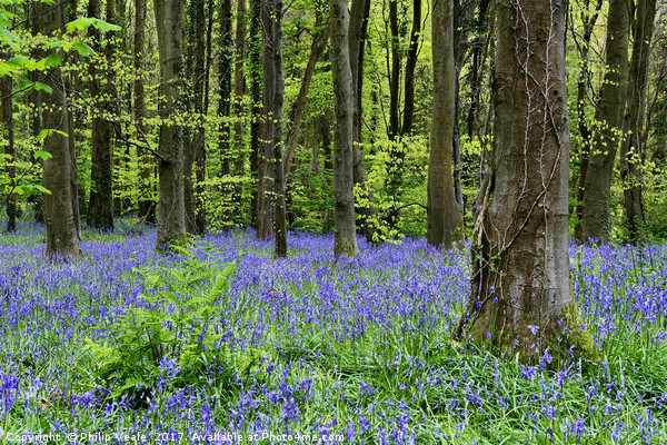 Bluebells Blossom at Coed Cefn Nature Reserve. Picture Board by Philip Veale
