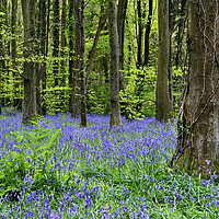 Buy canvas prints of Bluebells Blossom at Coed Cefn Nature Reserve. by Philip Veale