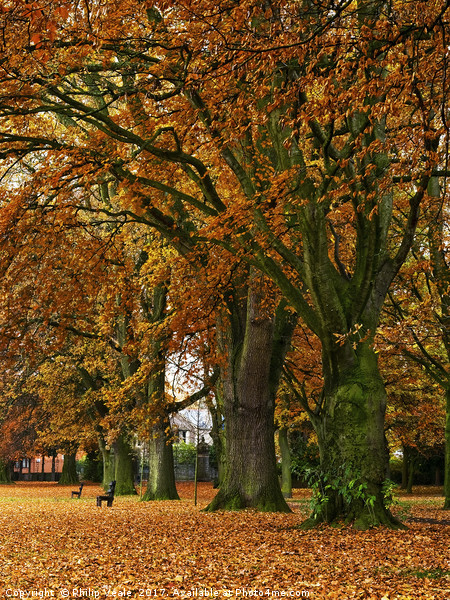 Bailey Park under Autumn's Golden Cloak. Picture Board by Philip Veale