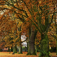 Buy canvas prints of Bailey Park under Autumn's Golden Cloak. by Philip Veale