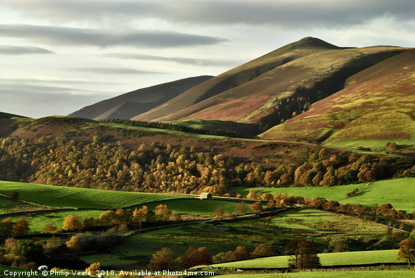 Autumn's Golden Touch on Skiddaw Picture Board by Philip Veale
