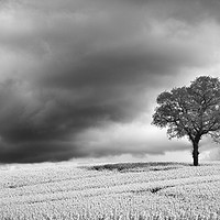 Buy canvas prints of Storm Brewing over Rapeseed Field, Monochrome. by Philip Veale