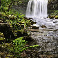 Buy canvas prints of Sgwd Yr Eira in Spring. by Philip Veale