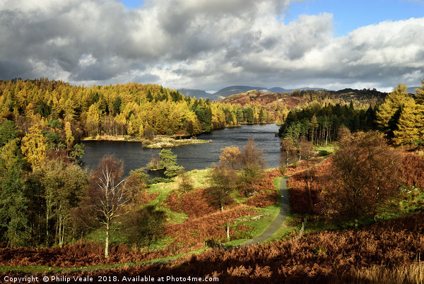 Tarn Howes in Autumn, The Lake District. Picture Board by Philip Veale