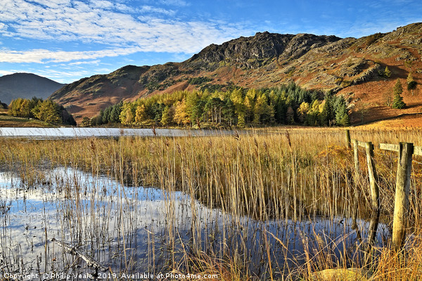 Blea Tarn on a Calm Autumn Morning. Picture Board by Philip Veale