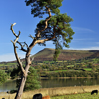 Buy canvas prints of Llangorse Lake and Mynydd Troed peaceful morning. by Philip Veale