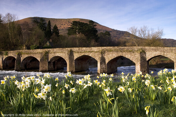 Llanfoist Bridge and Daffodils at Sunrise. Picture Board by Philip Veale