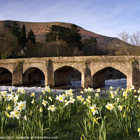 Buy canvas prints of Llanfoist Bridge and Daffodils at Sunrise. by Philip Veale