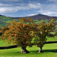 Buy canvas prints of Sugar Loaf Mountain Autumn Splendour. by Philip Veale