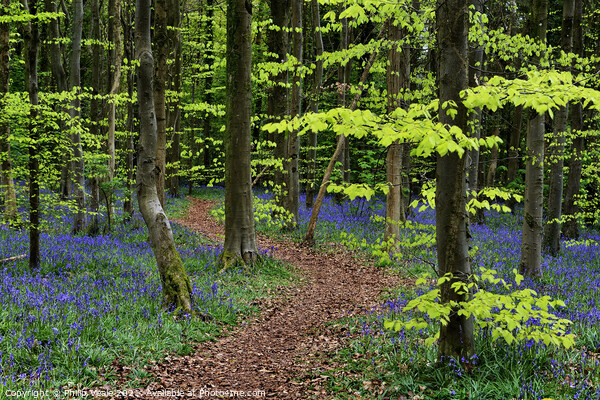 Idyllic Stroll Through Bluebell Wonderland Picture Board by Philip Veale