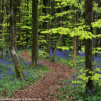 Buy canvas prints of Idyllic Stroll Through Bluebell Wonderland by Philip Veale