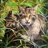 Buy canvas prints of Scottish Wildcats  by David Reeves - Payne