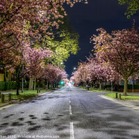 Buy canvas prints of Blooming Blossoms in Preston by Shafiq Khan