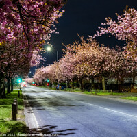 Buy canvas prints of Blooming Blossoms in Preston by Shafiq Khan