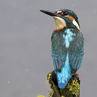 Buy canvas prints of Kingfisher in the rain by Chantal Cooper