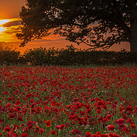 Buy canvas prints of Poppies at Sunset by Chantal Cooper