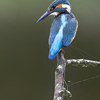 Buy canvas prints of Kingfisher by Chantal Cooper