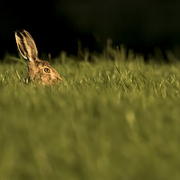 Buy canvas prints of Hare in the Grass by Chantal Cooper