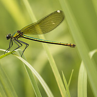 Buy canvas prints of Resting Dragonfly on Blade of Grass by Chantal Cooper