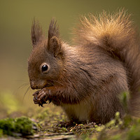 Buy canvas prints of Red Squirrel by Chantal Cooper
