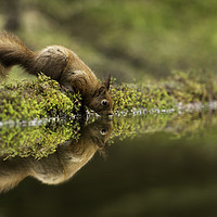 Buy canvas prints of Drinking Red Squirrel by Chantal Cooper
