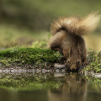 Buy canvas prints of Red Squirrel drinking from a pool of water with pa by Chantal Cooper