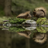 Buy canvas prints of Two Red Squirrels by Chantal Cooper