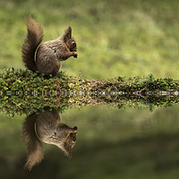 Buy canvas prints of Red Squirrel and reflection by Chantal Cooper