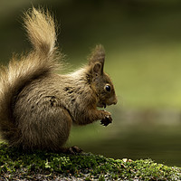 Buy canvas prints of Red Squirrel eating by Chantal Cooper