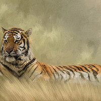Buy canvas prints of Tiger resting in long grass by Chantal Cooper