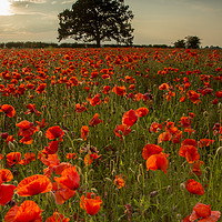 Buy canvas prints of Poppy Field by Chantal Cooper