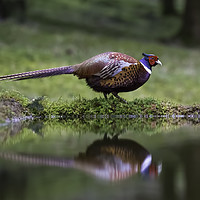 Buy canvas prints of Male Pheasant and reflection by Chantal Cooper