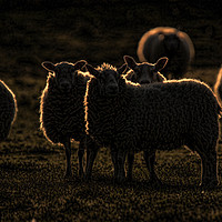 Buy canvas prints of Rim lit sheep by Chantal Cooper