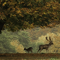 Buy canvas prints of Stag and Doe in Autumn by Chantal Cooper