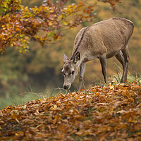 Buy canvas prints of Fallow Doe Deer in Autumn by Chantal Cooper