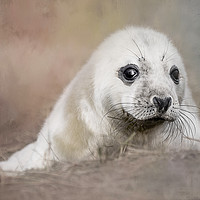 Buy canvas prints of Day Old Seal Pup by Chantal Cooper