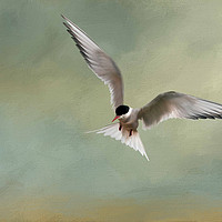 Buy canvas prints of Arctic Tern in Flight by Chantal Cooper