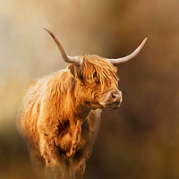 Buy canvas prints of Highland Cattle coming out of the mist by Chantal Cooper