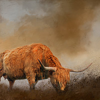 Buy canvas prints of Highland Cattle from Low Point of View by Chantal Cooper