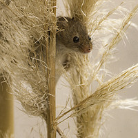 Buy canvas prints of Harvest Mouse on Grass by Chantal Cooper