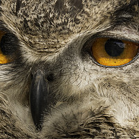 Buy canvas prints of Owl Close up by Chantal Cooper