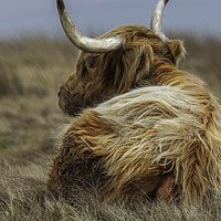 Buy canvas prints of Portrait of a Highland Cow, lying down in the gras by Chantal Cooper