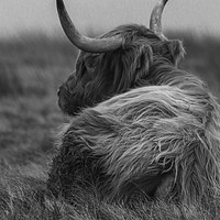 Buy canvas prints of Highland Cow in black and white by Chantal Cooper